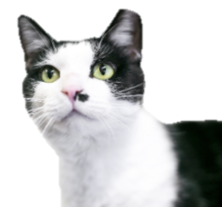 a cat with the tip of their ear cut off