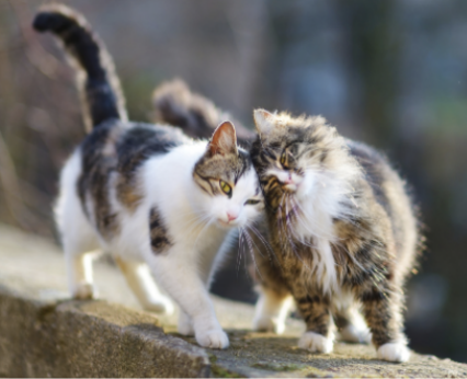 two cats outdoors