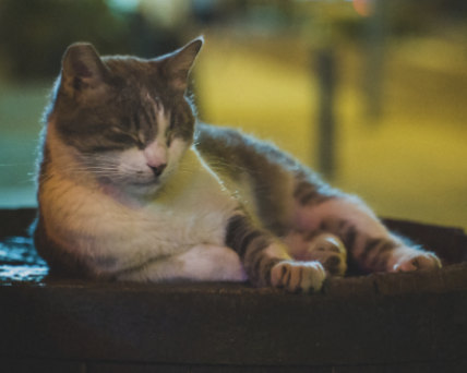 a sleepy cat