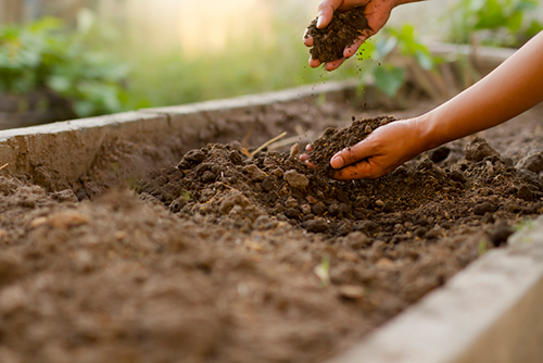 organic matter